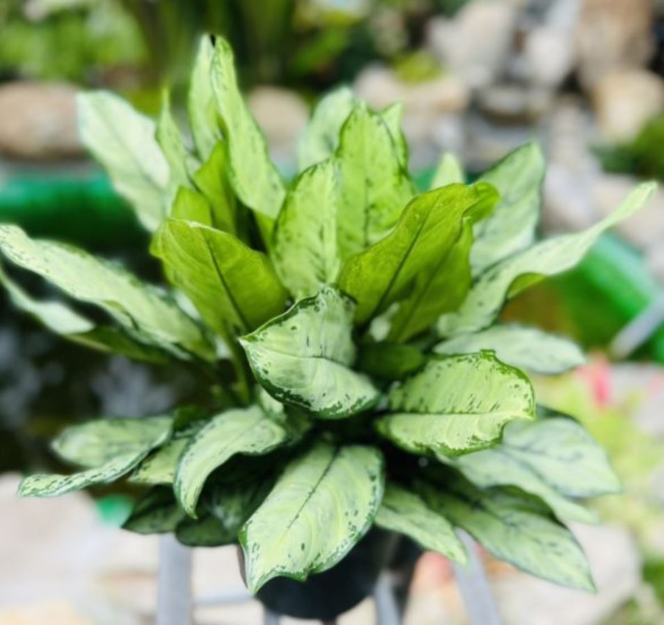 Lợi ích khi trồng Cây Ngân Hậu